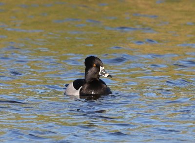 Ringsnaveleend - Ring-necked Duck