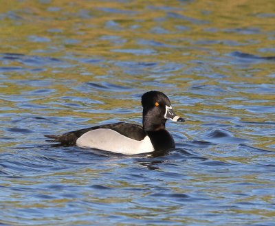 Ringsnaveleend - Ring-necked Duck