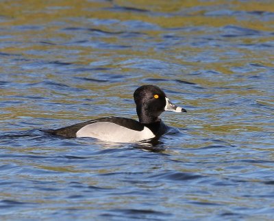 Ringsnaveleend - Ring-necked Duck