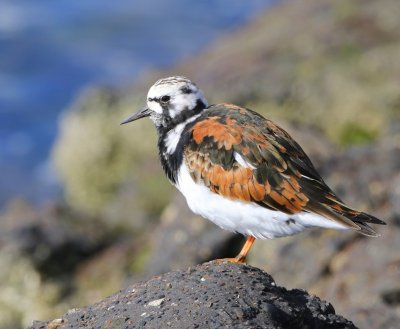 Steenloper - Ruddy Turnstone