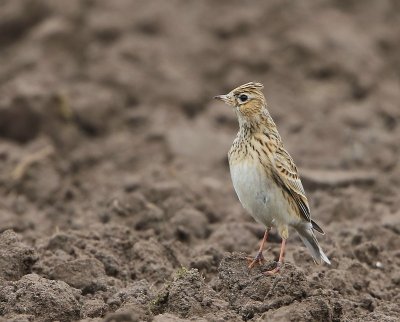 Veldleeuwerik - Eurasian Skylark