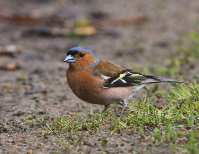 Vink - Common Chaffinch