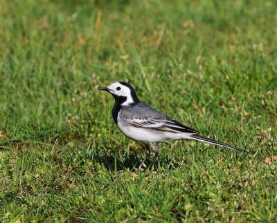 Witte Kwikstaart - White Wagtail