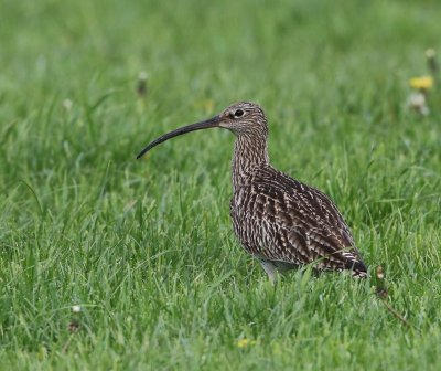 Wulp - Eurasian Curlew