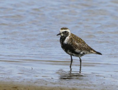 Amerikaanse Goudplevier - American Golden Plover