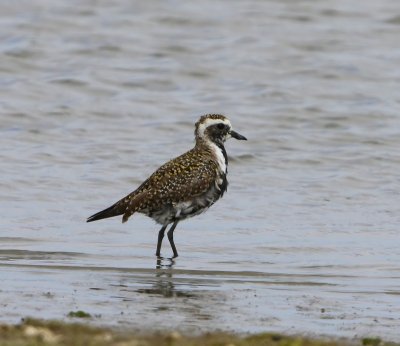 Amerikaanse Goudplevier - American Golden Plover