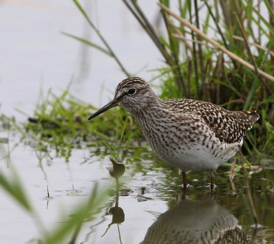 Bosruiter - Wood Sandpiper