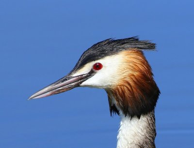 Fuut - Great Crested Grebe