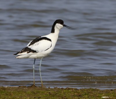 Kluut - Pied Avocet