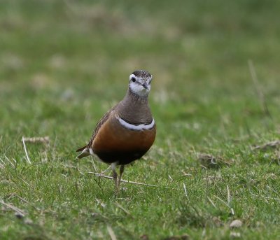 Morinelplevier - Eurasian Dotterel