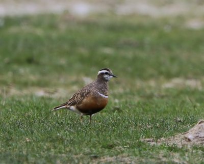 Morinelplevier - Eurasian Dotterel