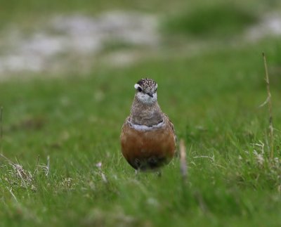 Morinelplevier - Eurasian Dotterel