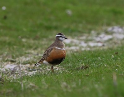 Morinelplevier - Eurasian Dotterel