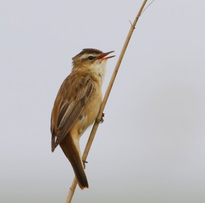 Rietzanger - Sedge Warbler