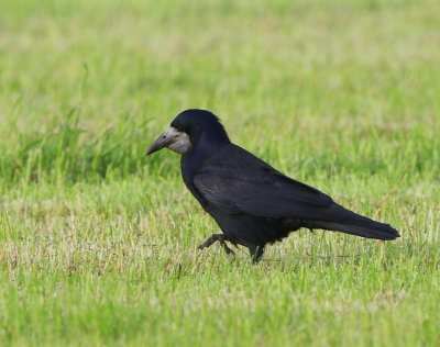 Roek - Rook
