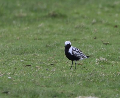 Zilverplevier - Grey Plover