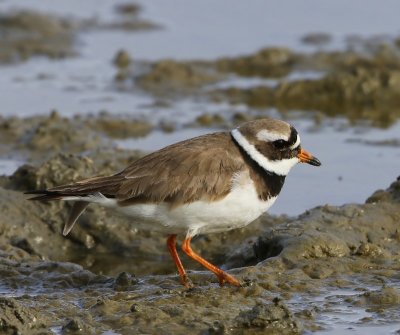 Bontbekplevier - Common Ringed Plover