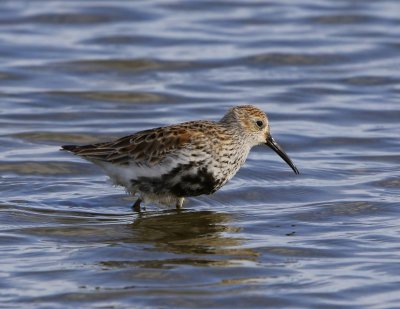 Bonte Strandloper - Dunlin