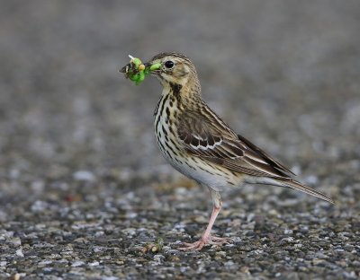 Boompieper - Tree Pipit