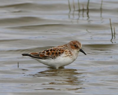 Kleine Strandloper - Little Stint