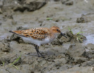 Kleine Strandloper - Little Stint