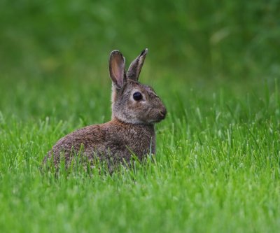 Konijn - Rabbit