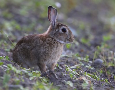 Konijn - Rabbit