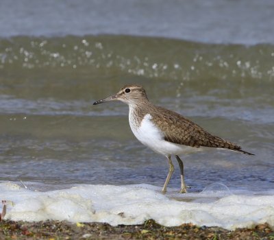 Oeverloper - Common Sandpiper