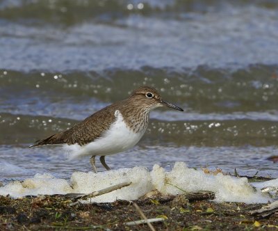 Oeverloper - Common Sandpiper