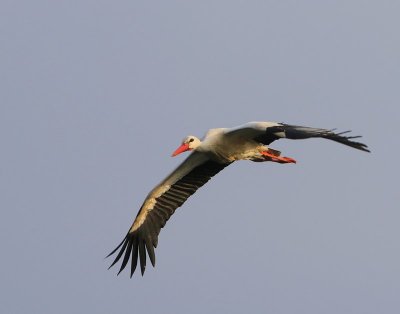 Ooievaar - White Stork