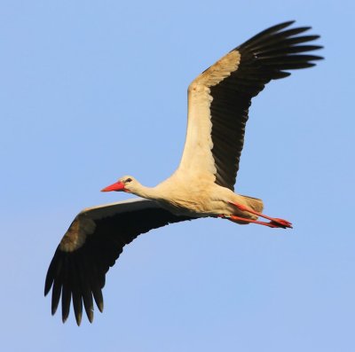 Ooievaar - White Stork