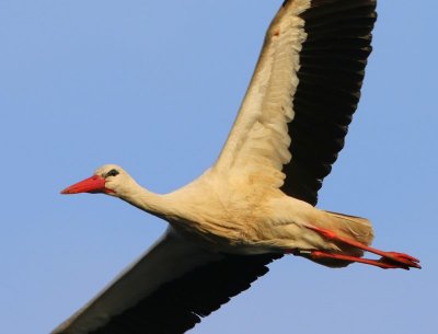 Ooievaar - White Stork