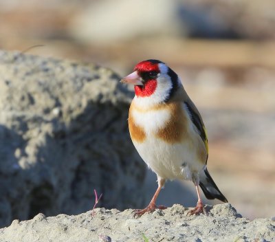 Putter - European Goldfinch