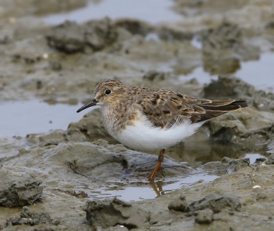 Temmincks Strandloper - Temminck's Stint
