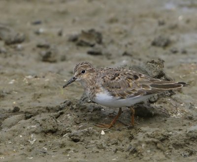 Temmincks Strandloper - Temminck's Stint