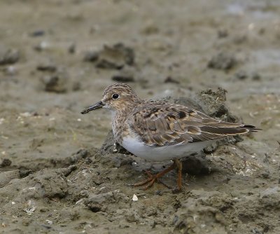 Temmincks Strandloper - Temminck's Stint
