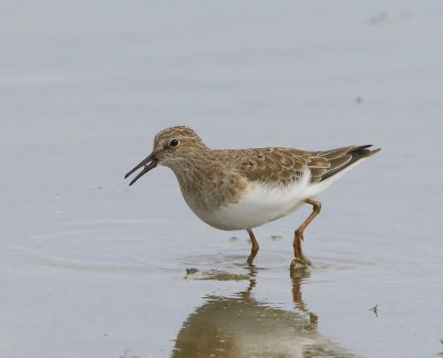 Temmincks Strandloper - Temminck's Stint