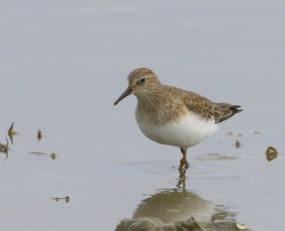 Temmincks Strandloper - Temminck's Stint
