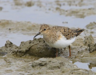 Temmincks Strandloper - Temminck's Stint