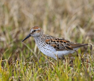 Alaskastrandloper - Western Sandpiper