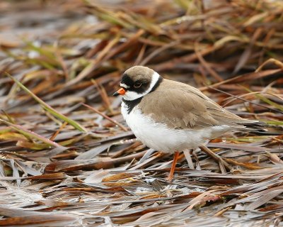 Amerikaanse Bontbekplevier - Semipalmated Plover