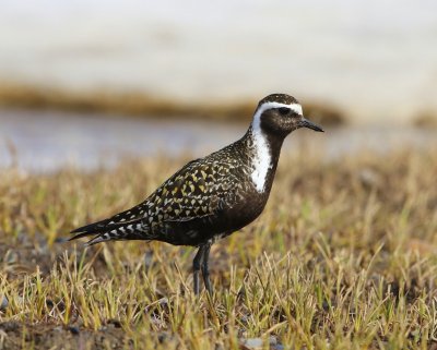 Amerikaanse Goudplevier - American Golden Plover