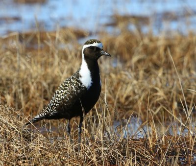 Amerikaanse Goudplevier - American Golden Plover