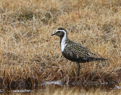 Amerikaanse Goudplevier - American Golden Plover