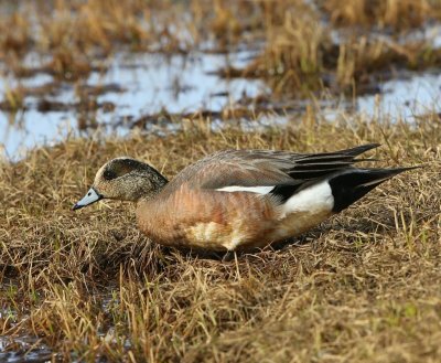 Amerikaanse Smient - American Wigeon