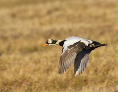 Brileider - Spectacled Eider