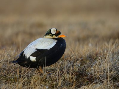Brileider - Spectacled Eider