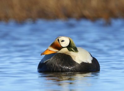 Brileider - Spectacled Eider