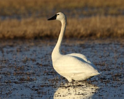 Fluitzwaan - Whistling Swan
