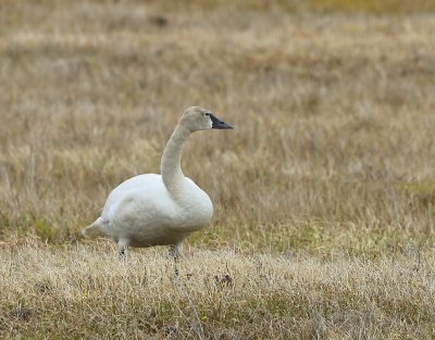 Fluitzwaan - Whistling Swan